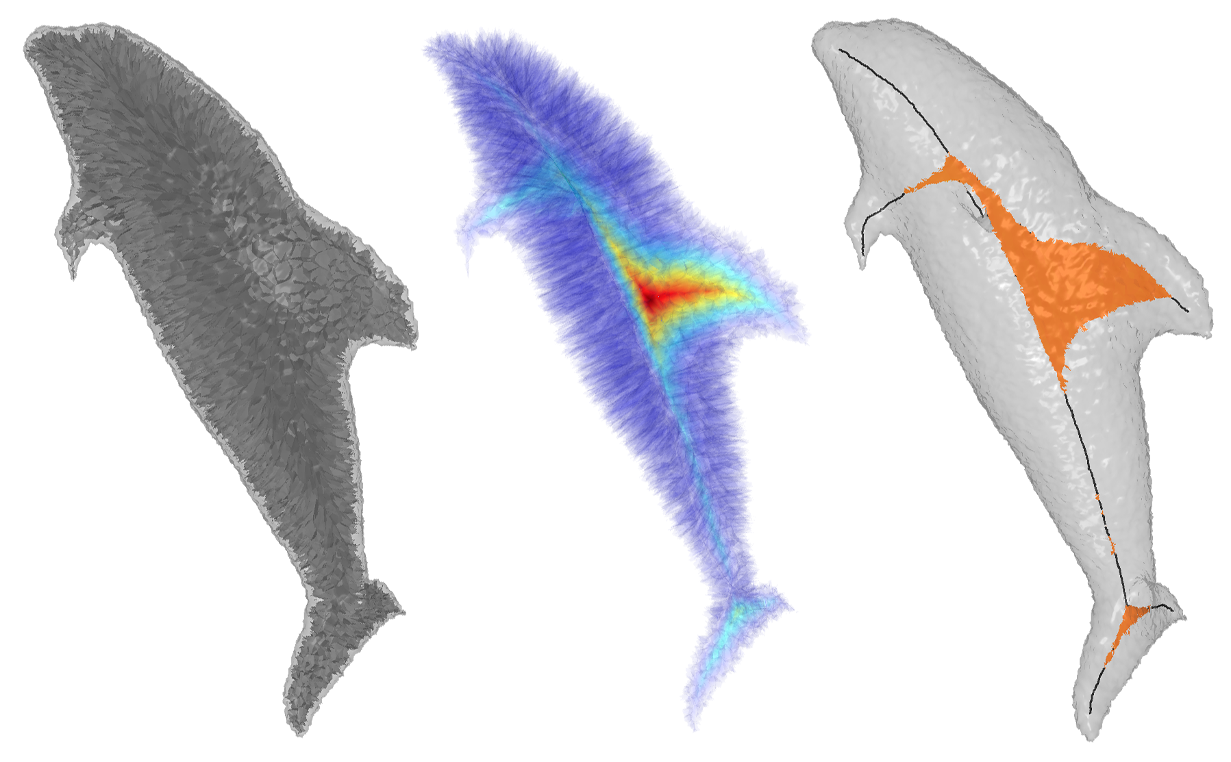 Figure 1. The medial axis of a bumpy dolphin shape contains numerous noisy branches (left). Our measure properly highlights the important subset of the medial axis (middle). Guided by the measure, a skeleton is generated that features both surfaces and curves capturing planar and tubular parts of the shape.